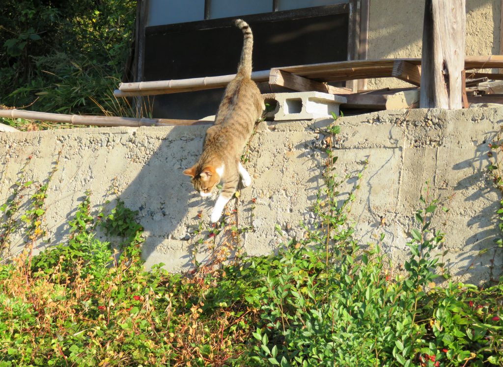 ねこ、風太 巡回