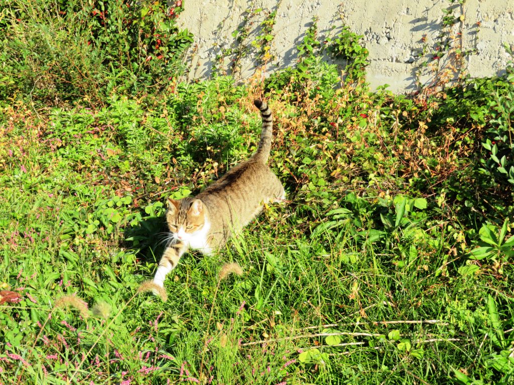 ねこ、風太 巡回
