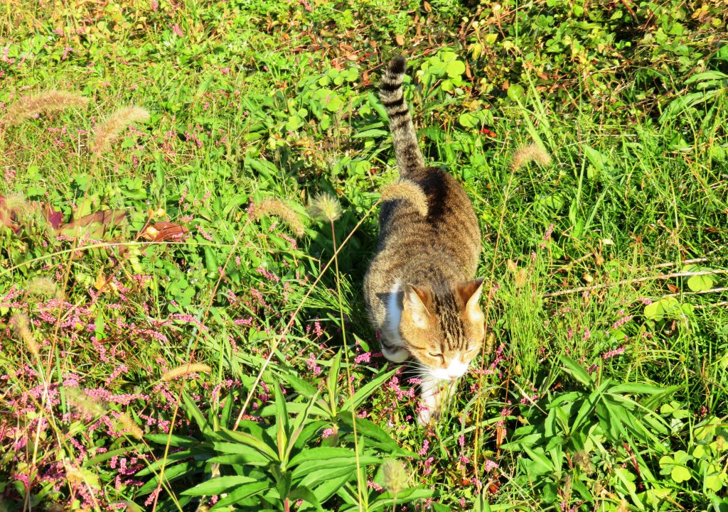 ねこ、風太 巡回