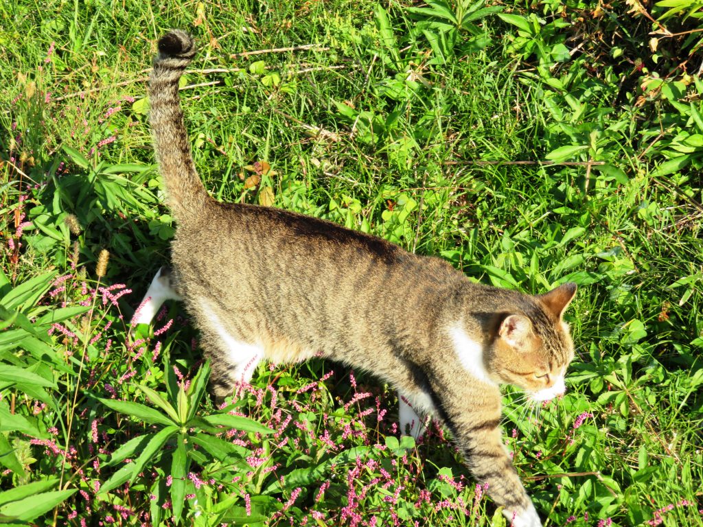 ねこ、風太 巡回