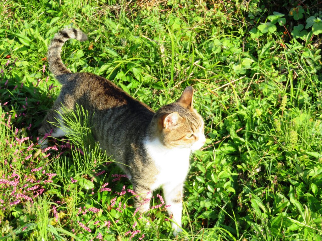 ねこ、風太 巡回