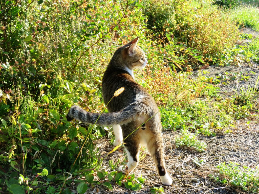 ねこ、風太 巡回