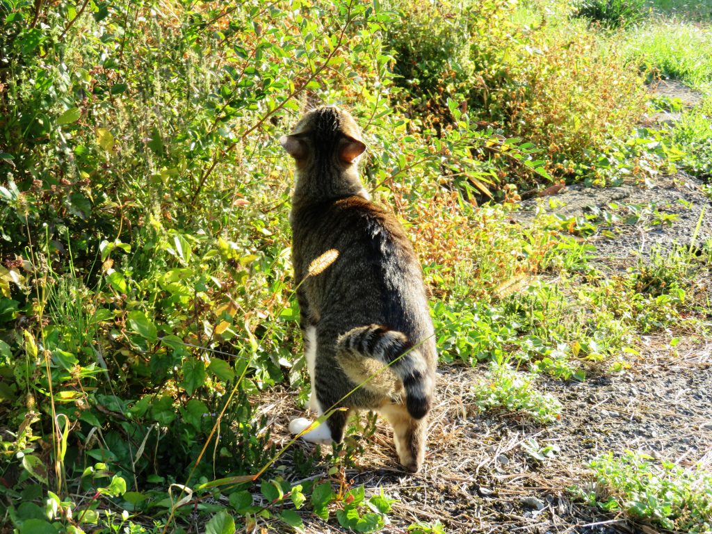 ねこ、風太 巡回
