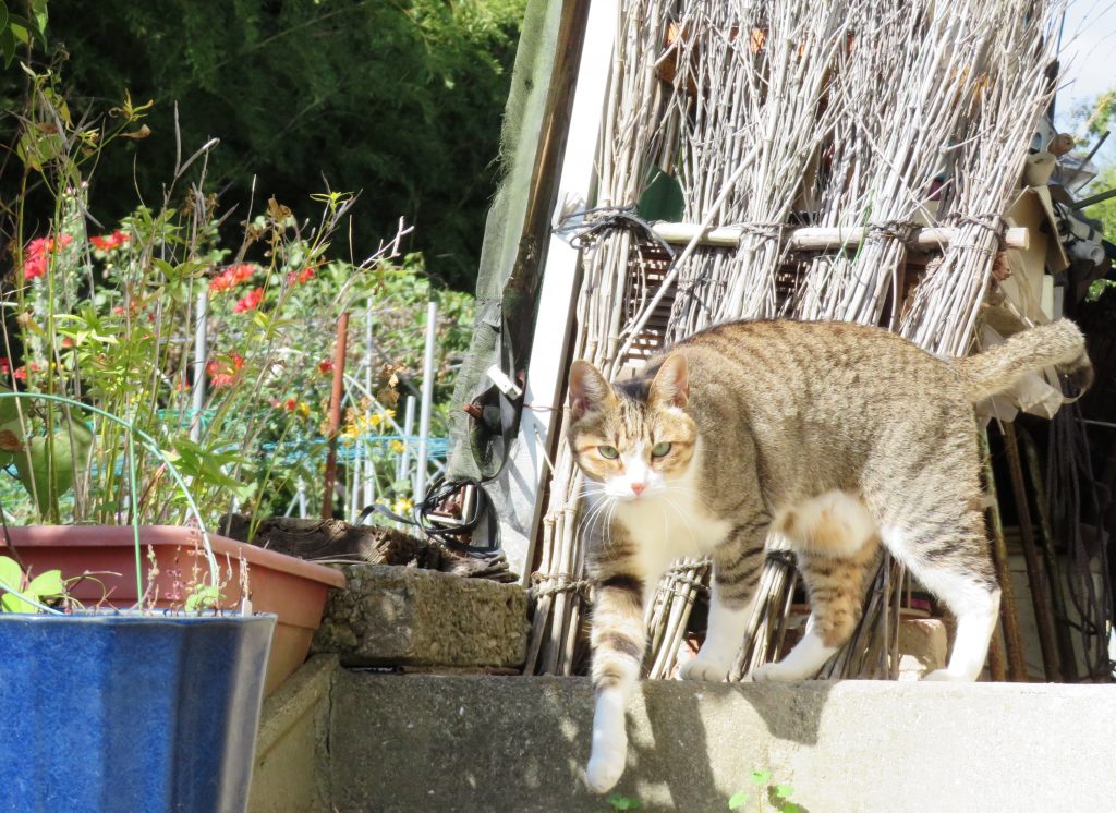 ねこ、風太 巡回