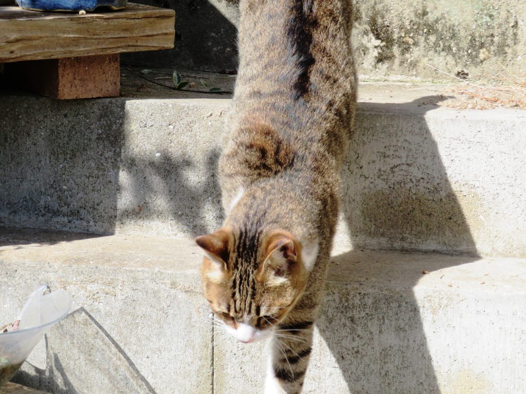 ねこ、風太 巡回