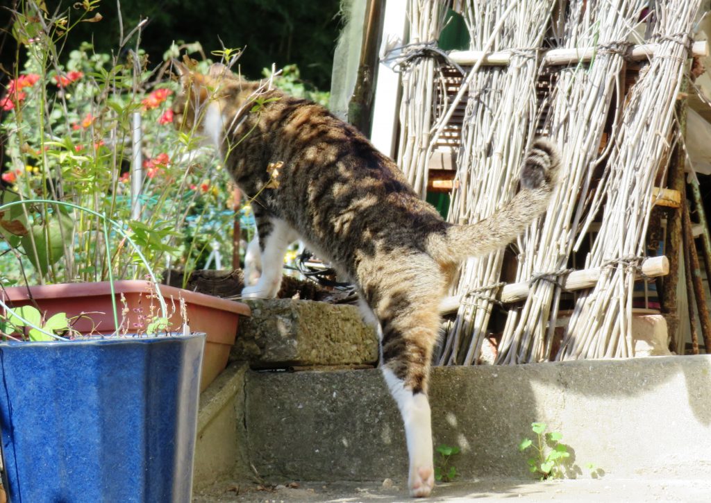 ねこ、風太 巡回
