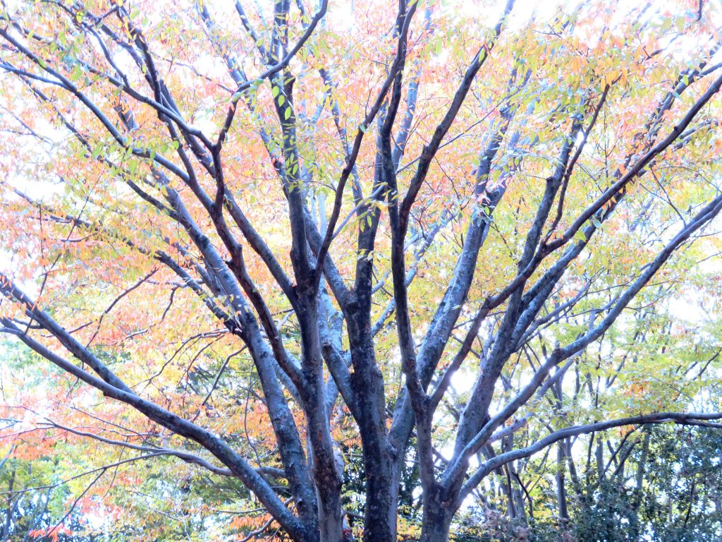 紅葉