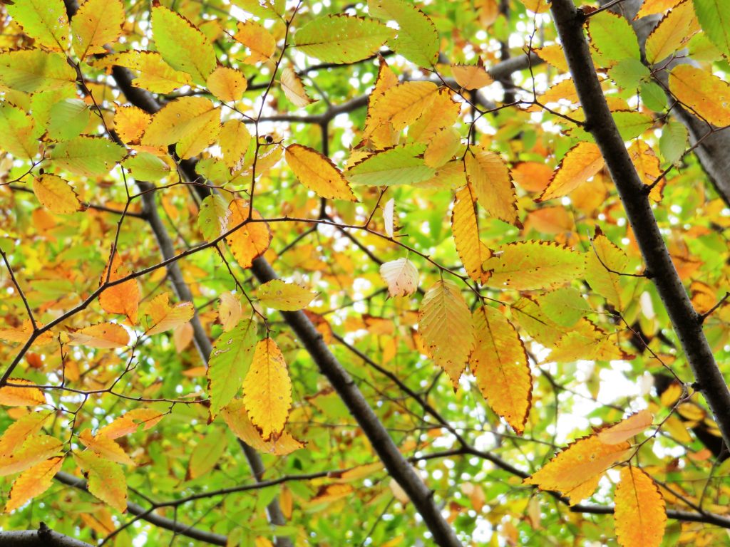紅葉