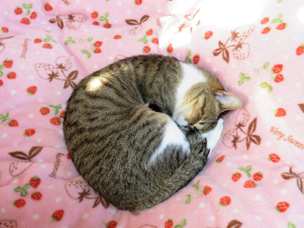 ねこ、風太 寝る