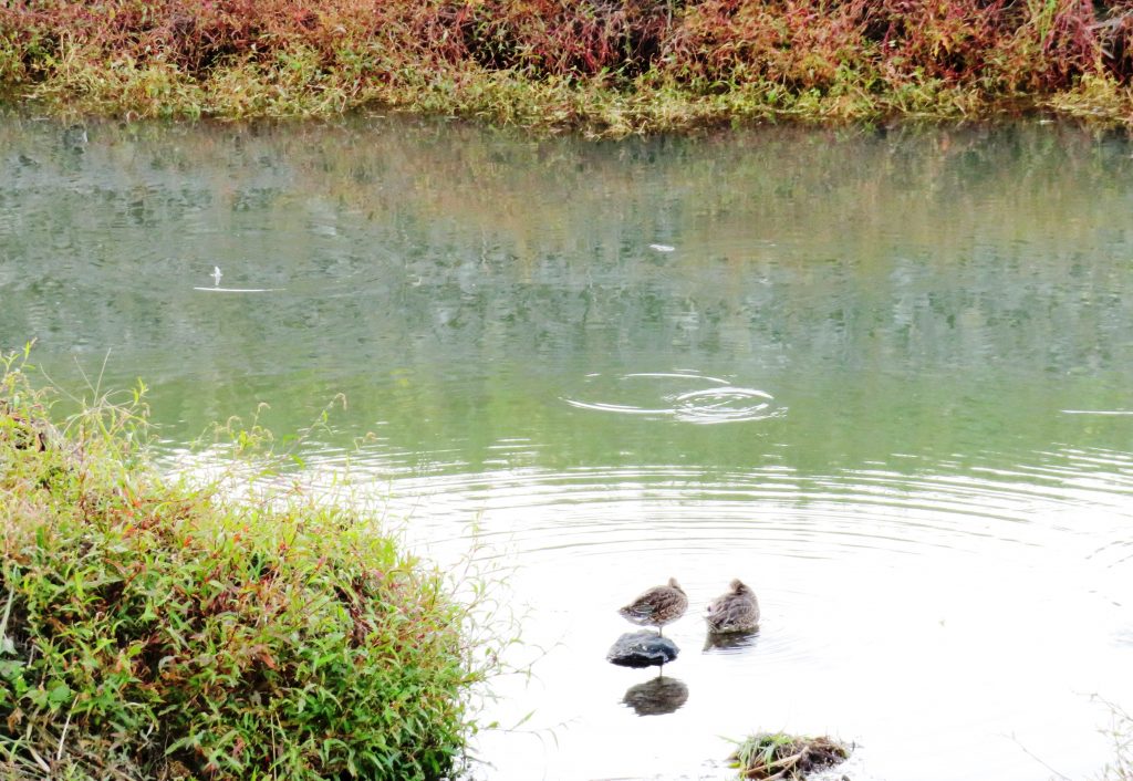 秋の田舎の川辺 鴨