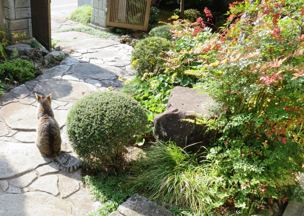 ねこ、風太 巡回