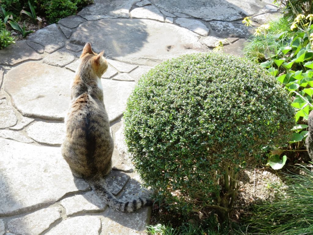ねこ、風太 巡回