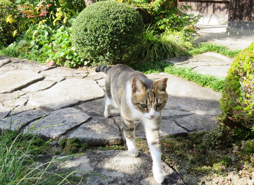 ねこ、風太 巡回