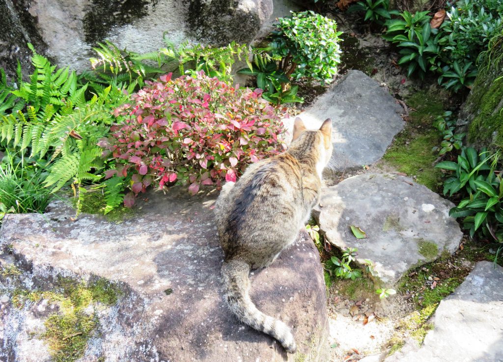 ねこ、風太 巡回