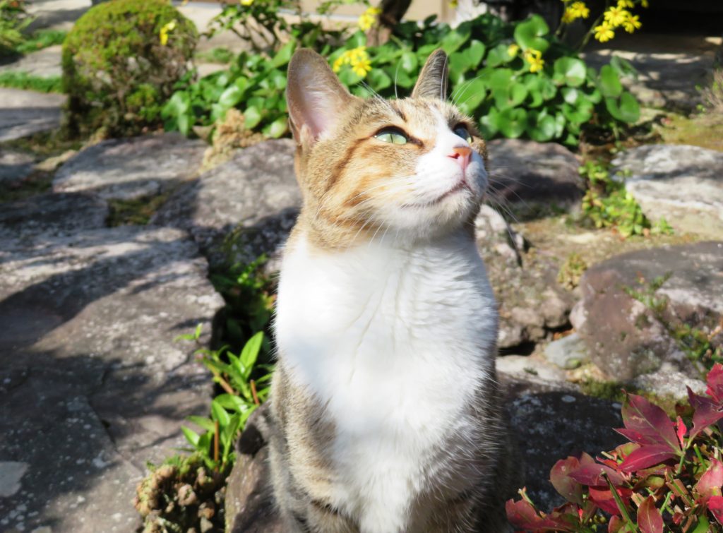 ねこ、風太 巡回