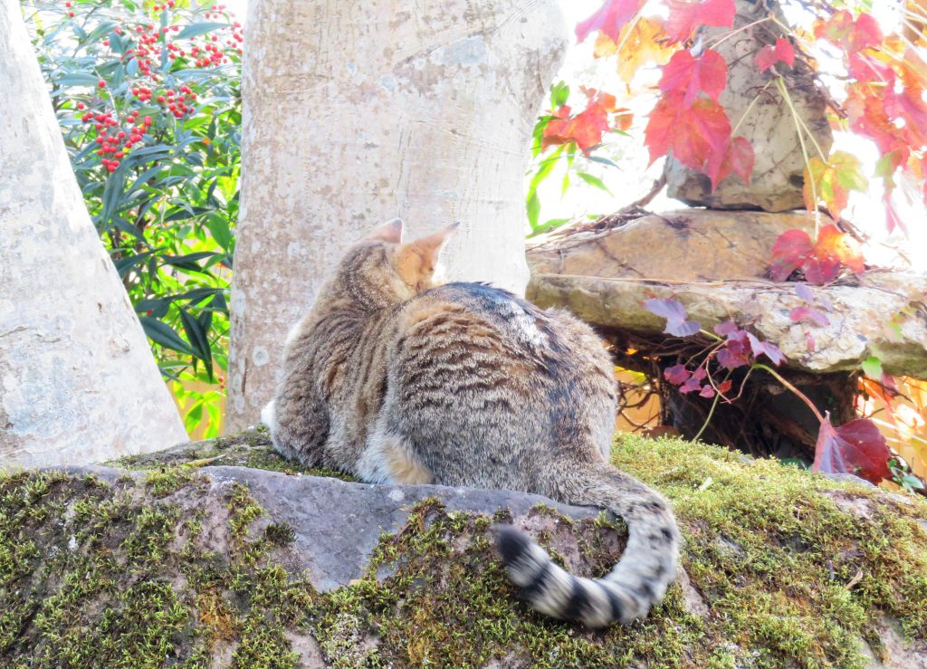 ねこ、風太 ゴロゴロ