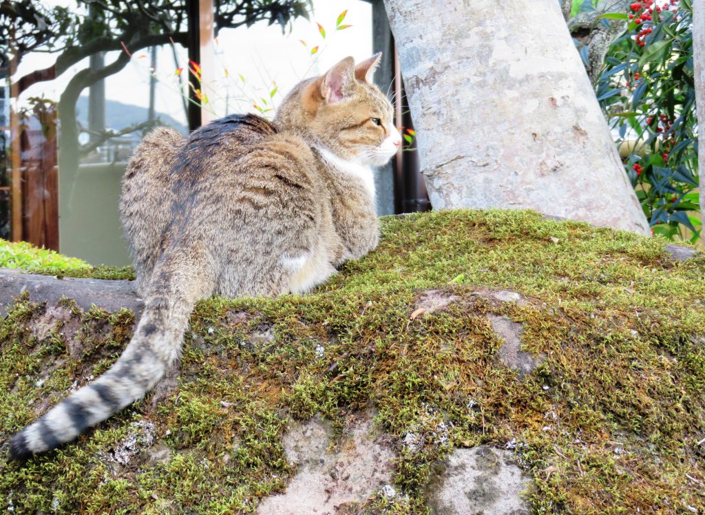 ねこ、風太 ゴロゴロ