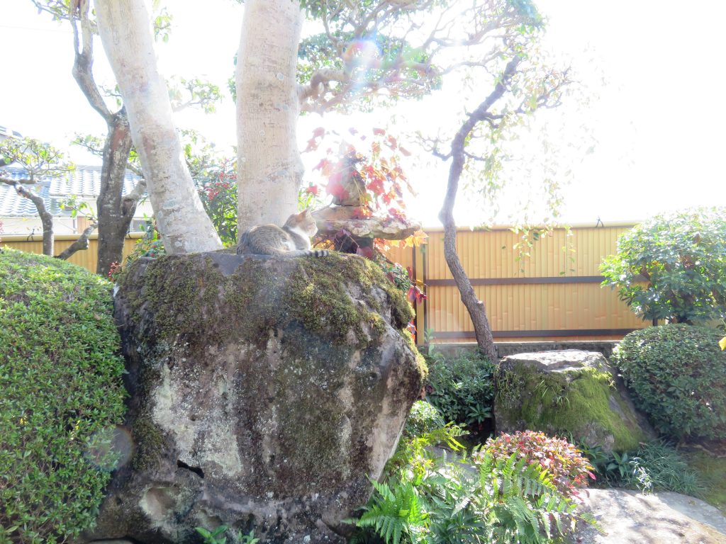 ねこ、風太 ゴロゴロ