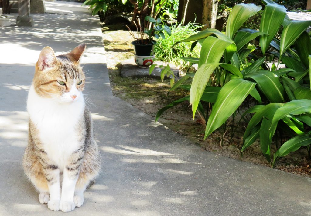 ねこ、風太 巡回