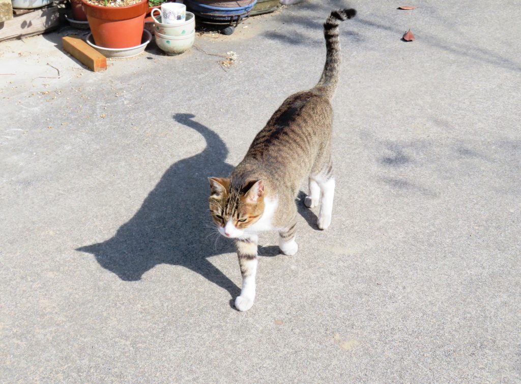 ねこ、風太 巡回