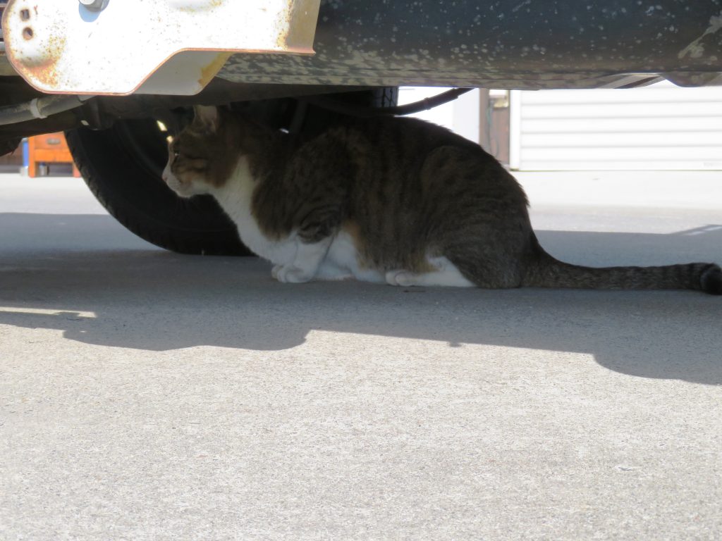 ねこ、風太 巡回