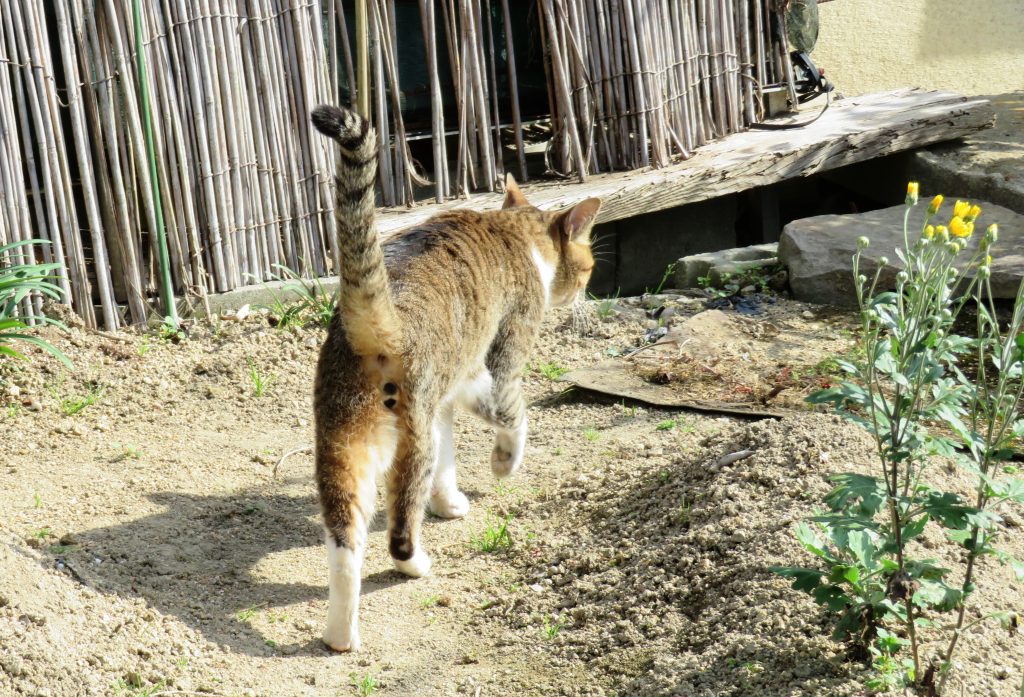 ねこ、風太 巡回