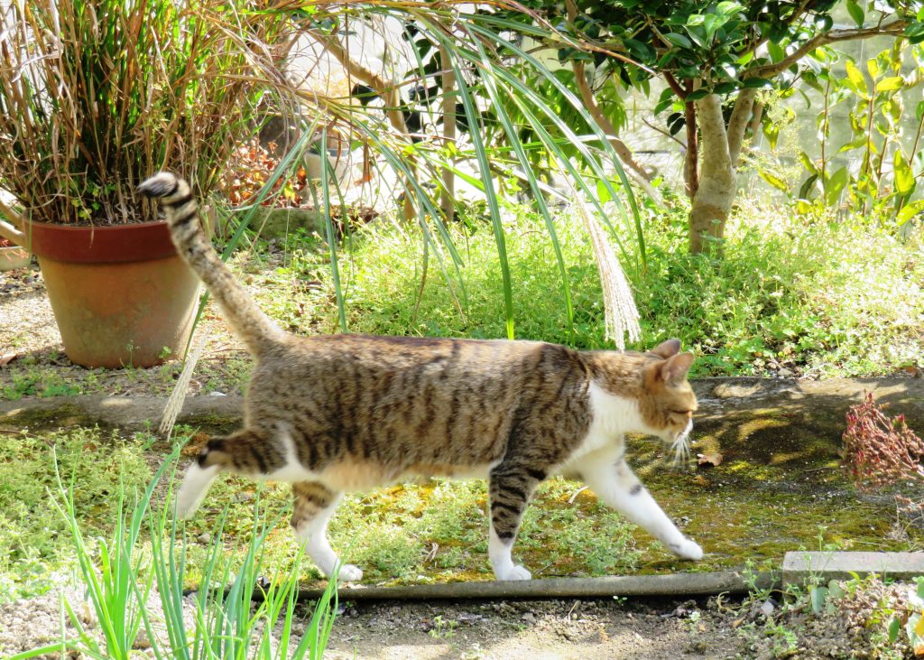 ねこ、風太 巡回