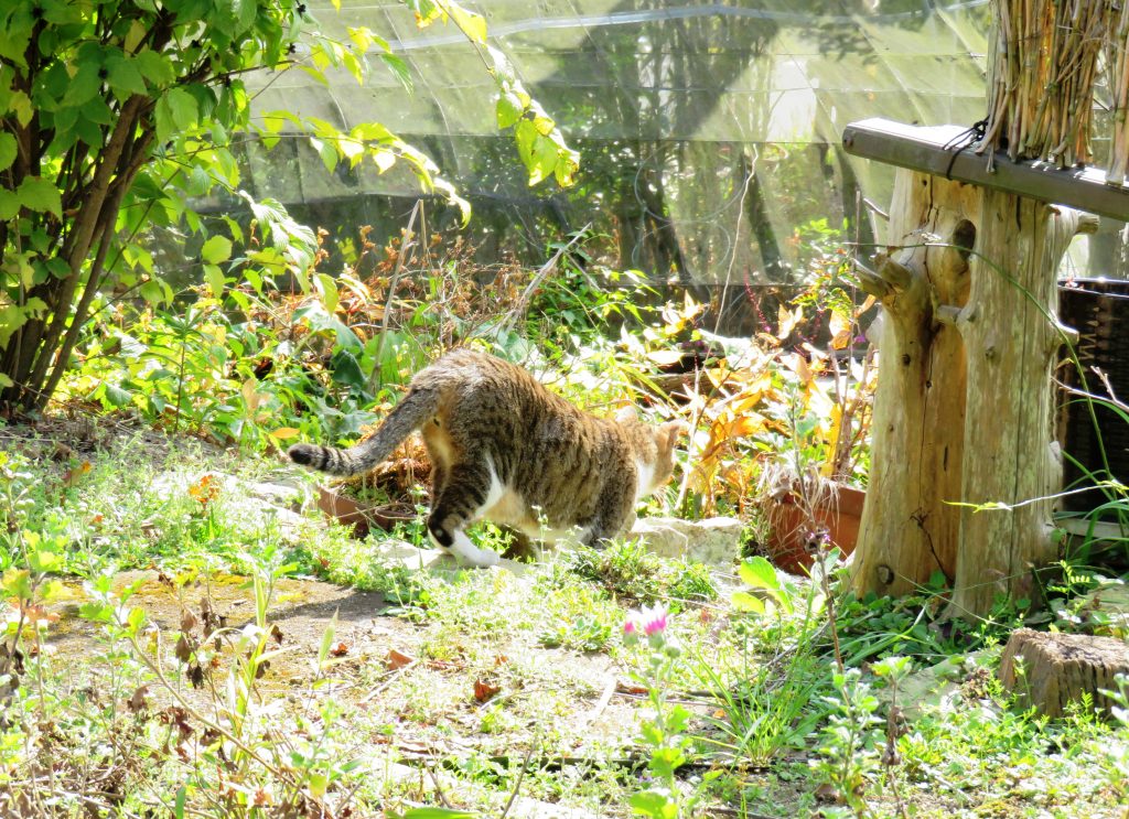 ねこ、風太 巡回