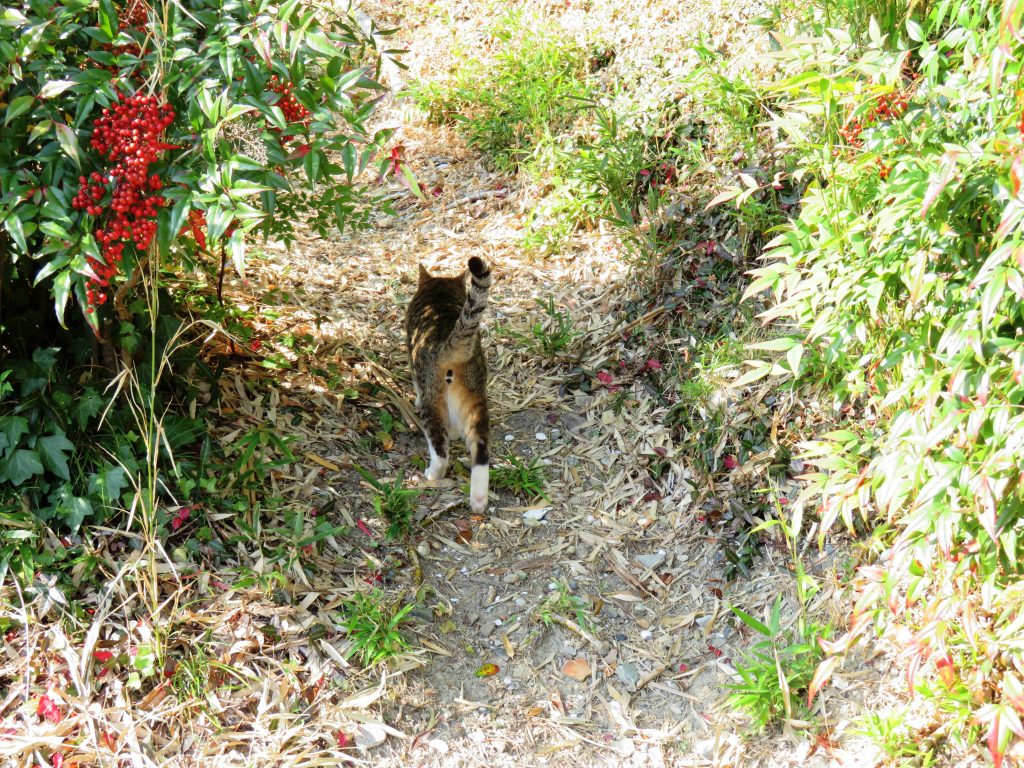 ねこ、風太 巡回