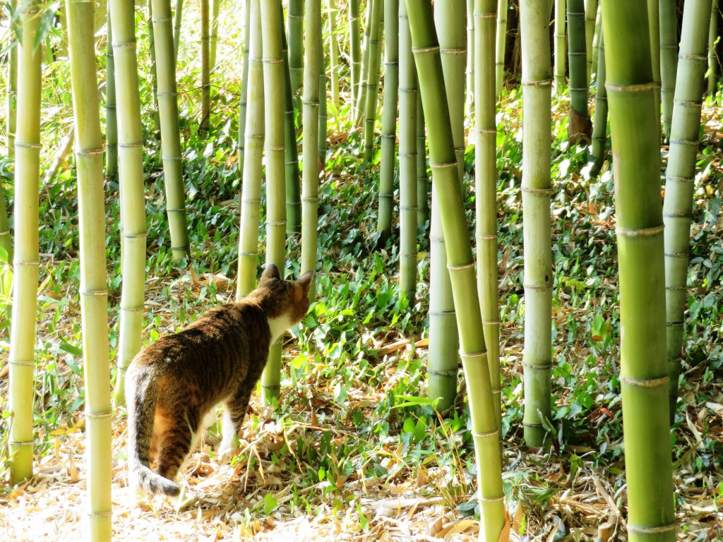 ねこ、風太 巡回