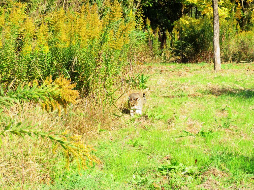 ねこ、風太 巡回