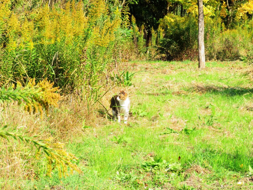 ねこ、風太 巡回