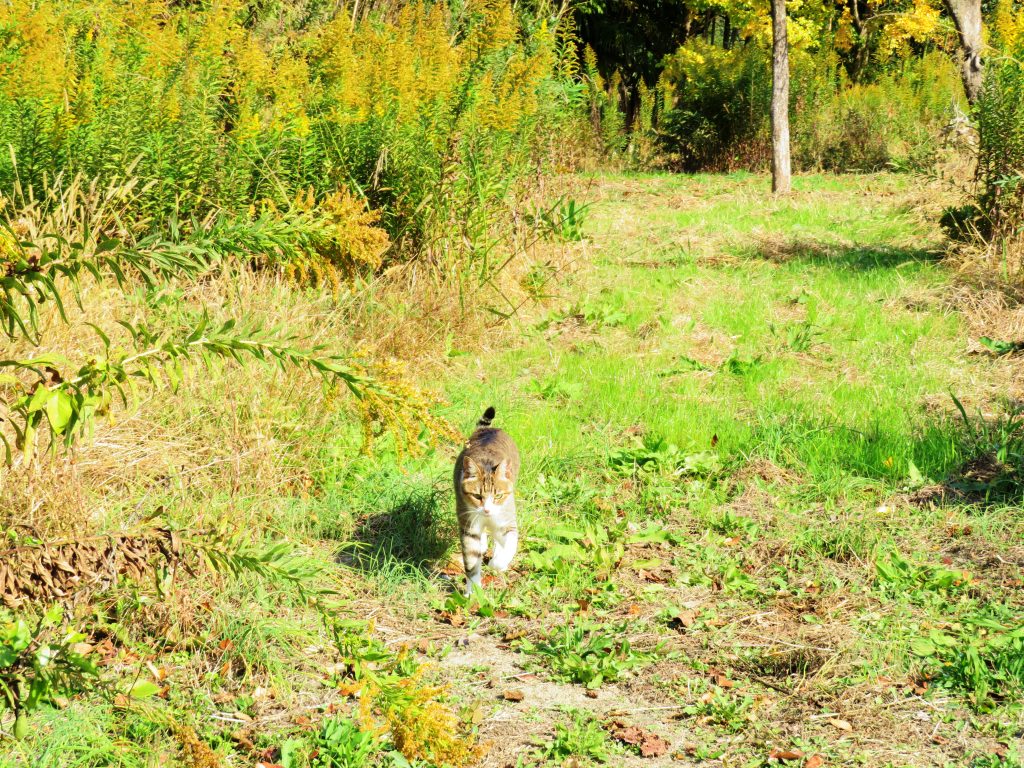 ねこ、風太 巡回
