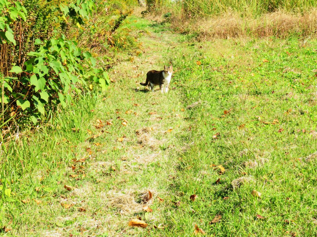 ねこ、風太 巡回