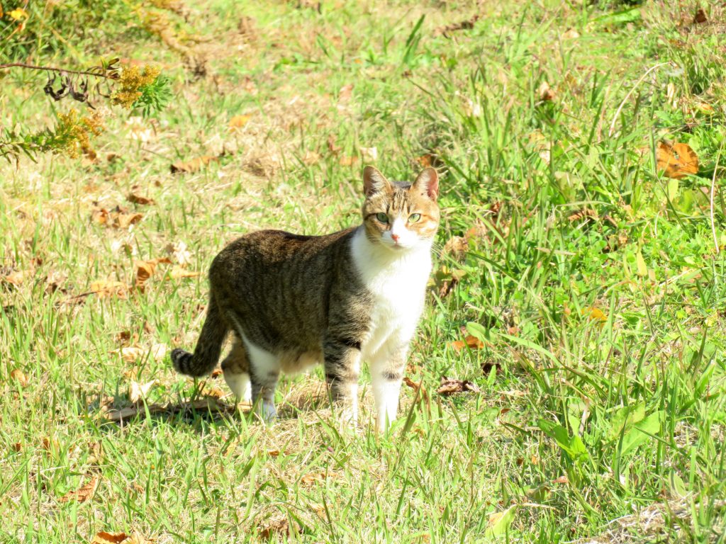 ねこ、風太 巡回