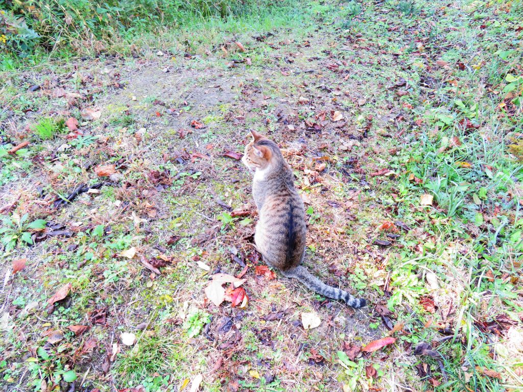 ねこ、風太 巡回