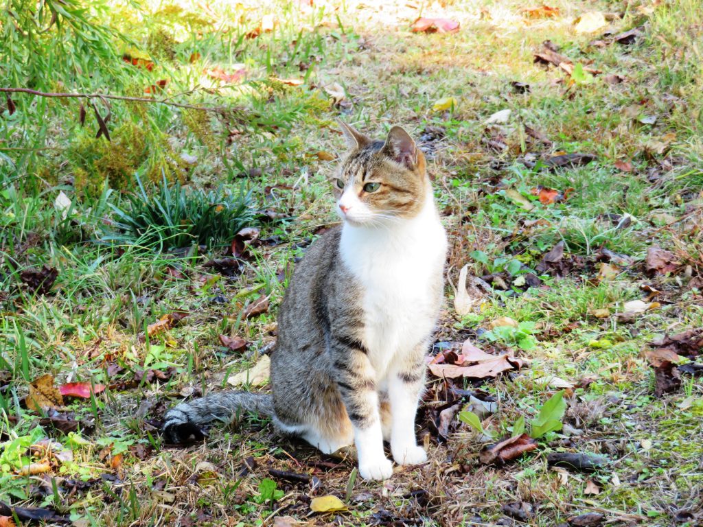 ねこ、風太 巡回