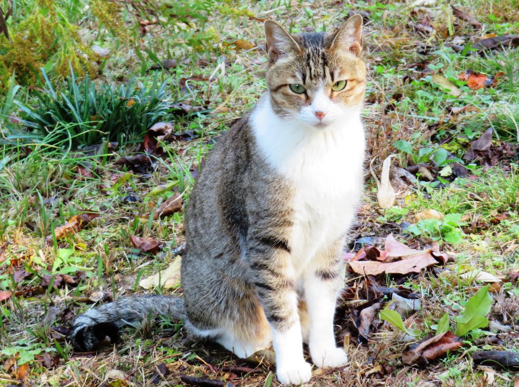 ねこ、風太 巡回