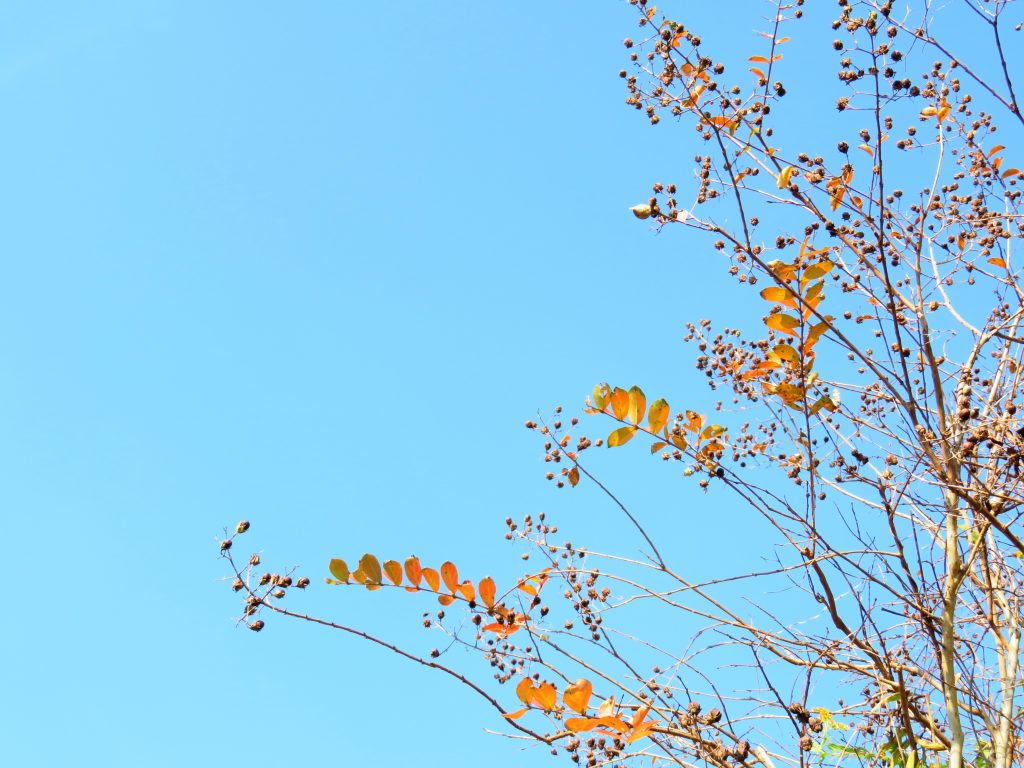 百日紅の実