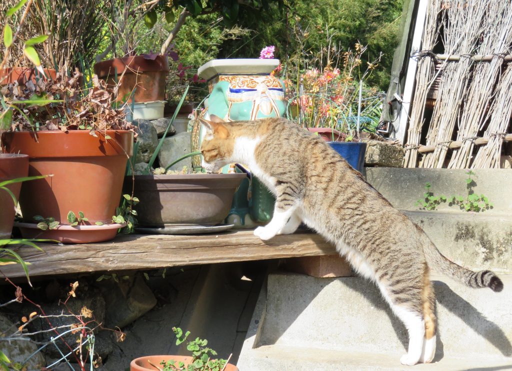 ねこ、風太 巡回