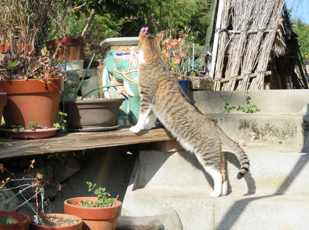 ねこ、風太 巡回