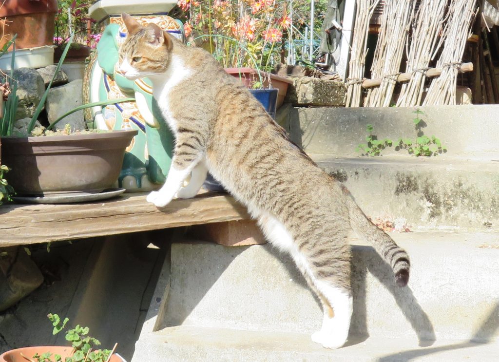 ねこ、風太 巡回