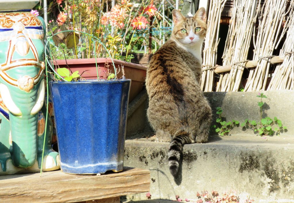 ねこ、風太 巡回