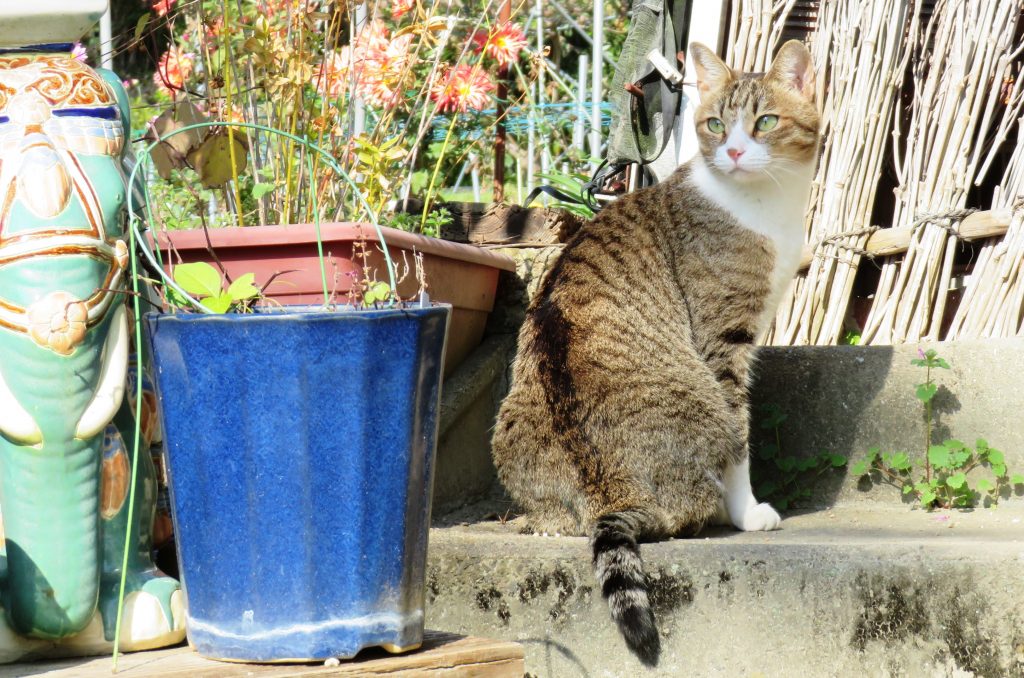 ねこ、風太 巡回