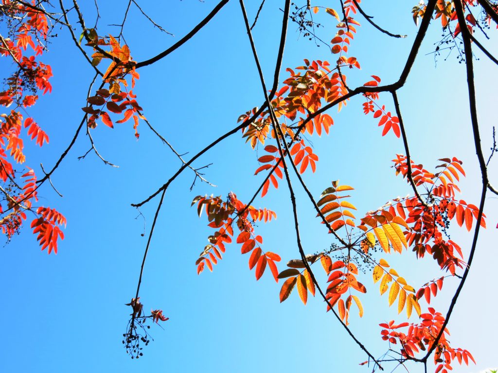 ハゼノキ(櫨の木)紅葉