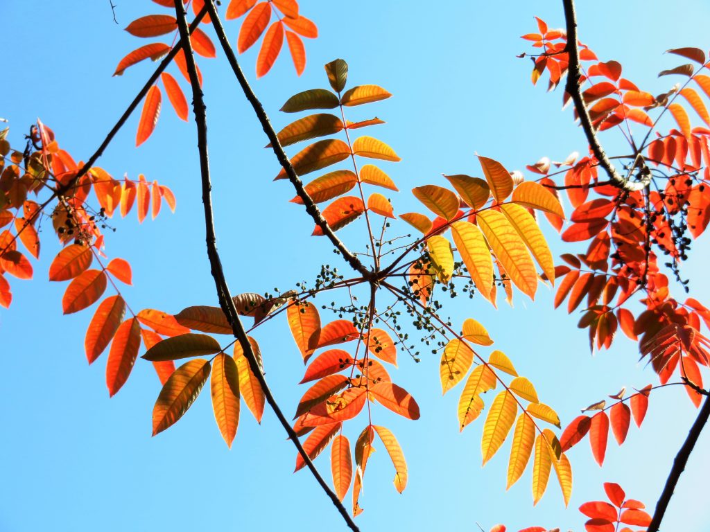 ハゼノキ(櫨の木)紅葉