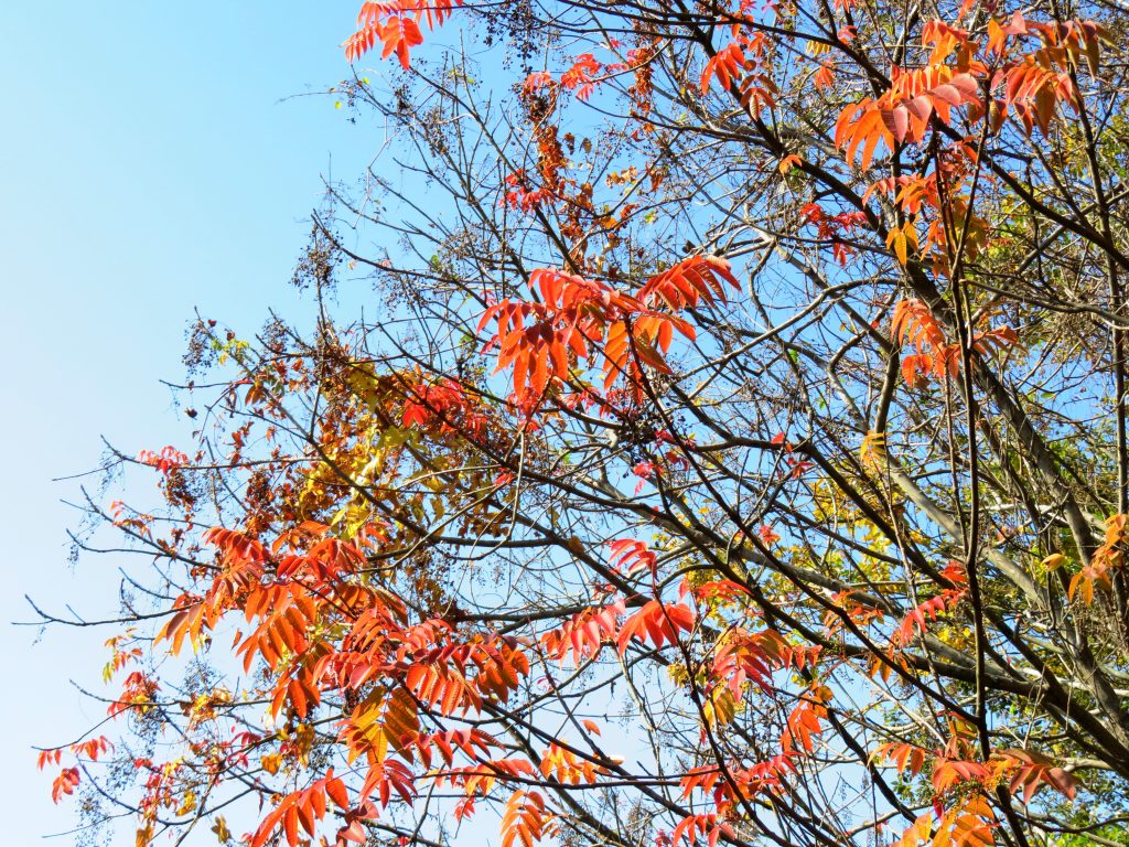 ハゼノキ(櫨の木)紅葉
