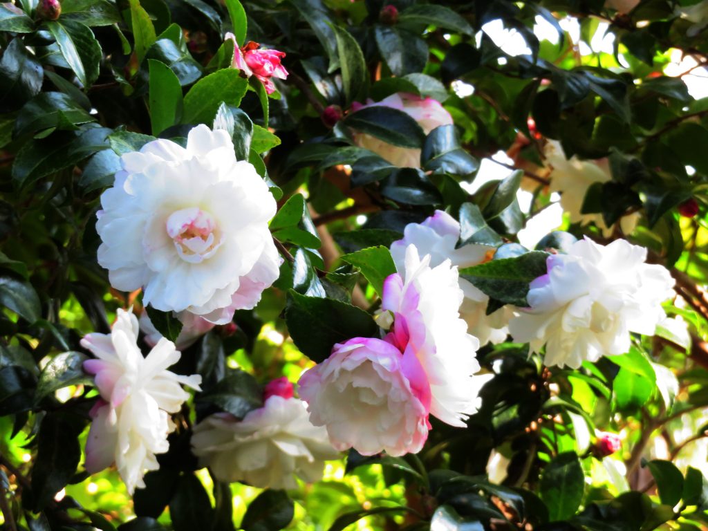 山茶花
