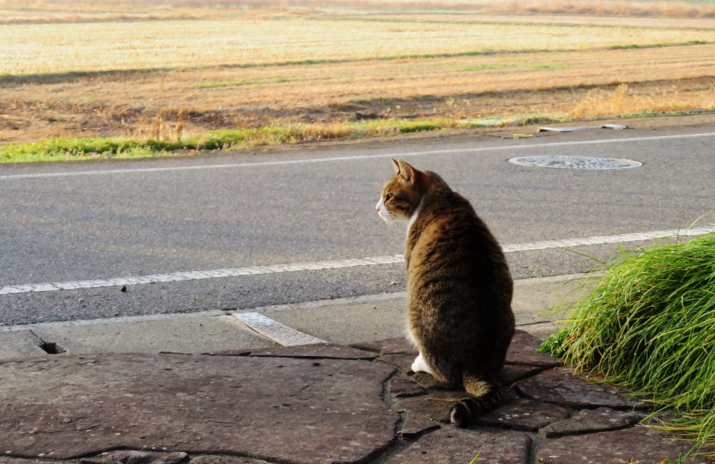 ねこ、風太 巡回