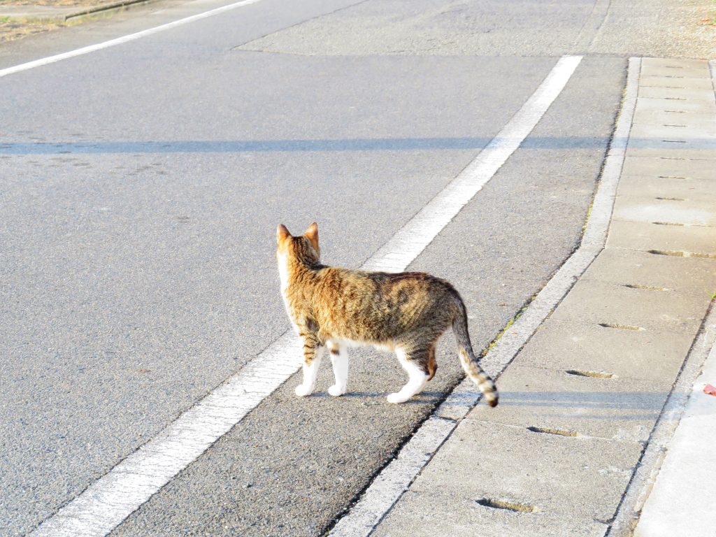 ねこ、風太 巡回